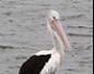 Pelican At Noosa Heads Marina